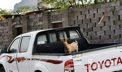 تيوس _خرفان _حري _بلدي للبيع الموقع العارضه 2