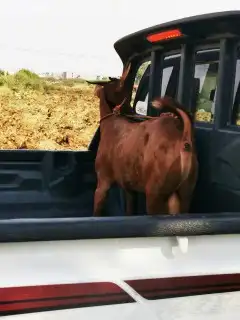 تيوس _خرفان _حري _بلدي للبيع الموقع العارضه 5