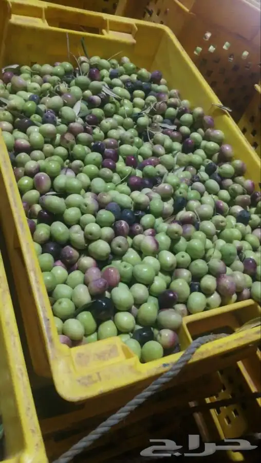 زيت زيتون الجوف عضوي تقليدي1446هجري16لتر750ريال شامل الشحن 3