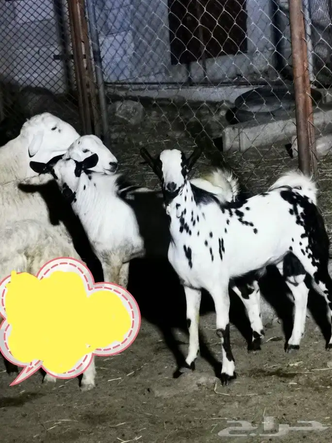 تيوس _خرفان _حري _بلدي للبيع الموقع العارضه 4