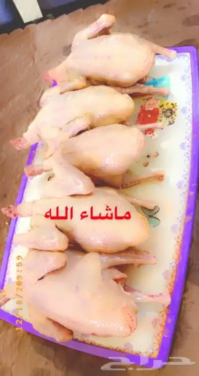 زغاليل فرنسي لاحم سوبر جامبو 4