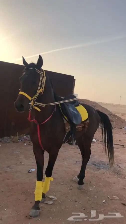 حصان للإيجار 0