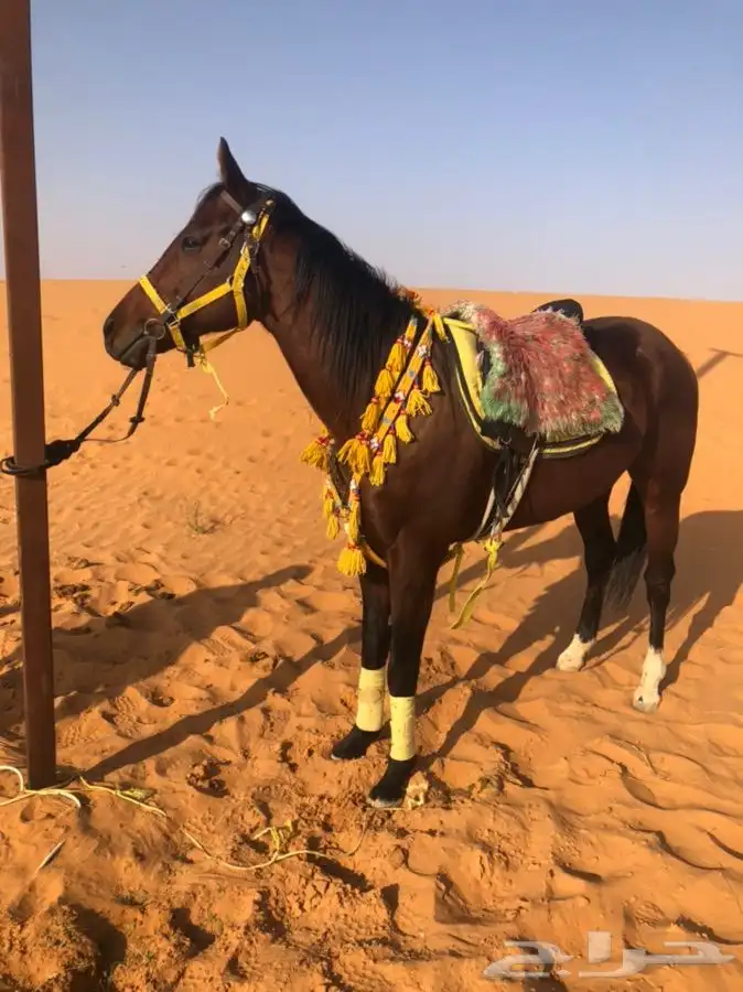 خيل وجمال لتغطية المهرجانات أنحاء المملكة 0