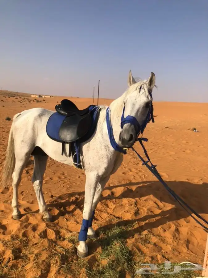 حصان وسيسي للإيجار اليومي 1