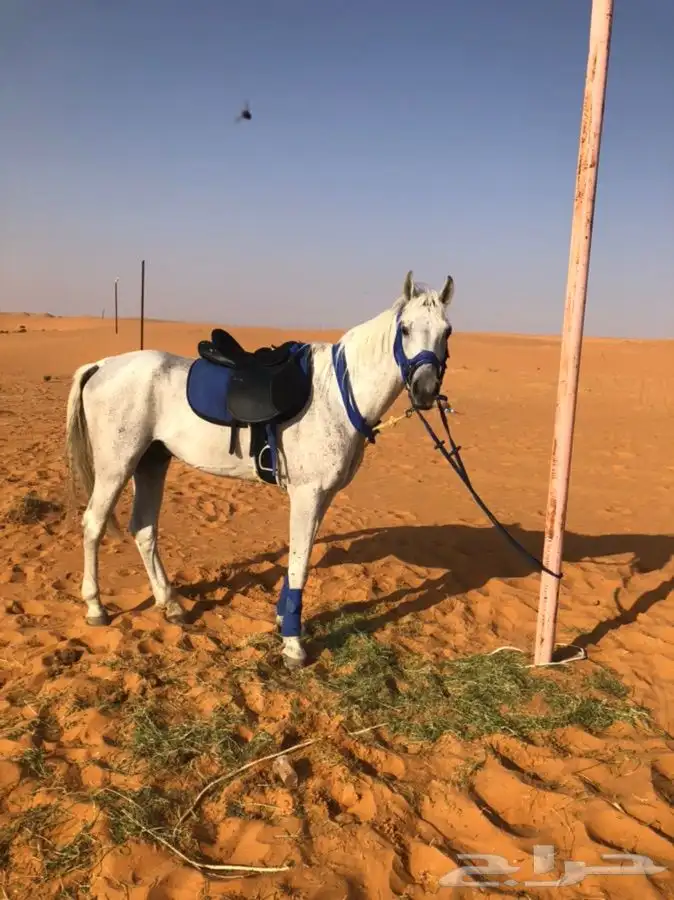 خيل وجمال لتغطية المهرجانات أنحاء المملكة 5