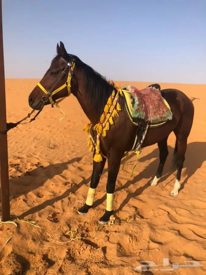 خيل وجمال لتغطية المهرجانات أنحاء المملكة 3