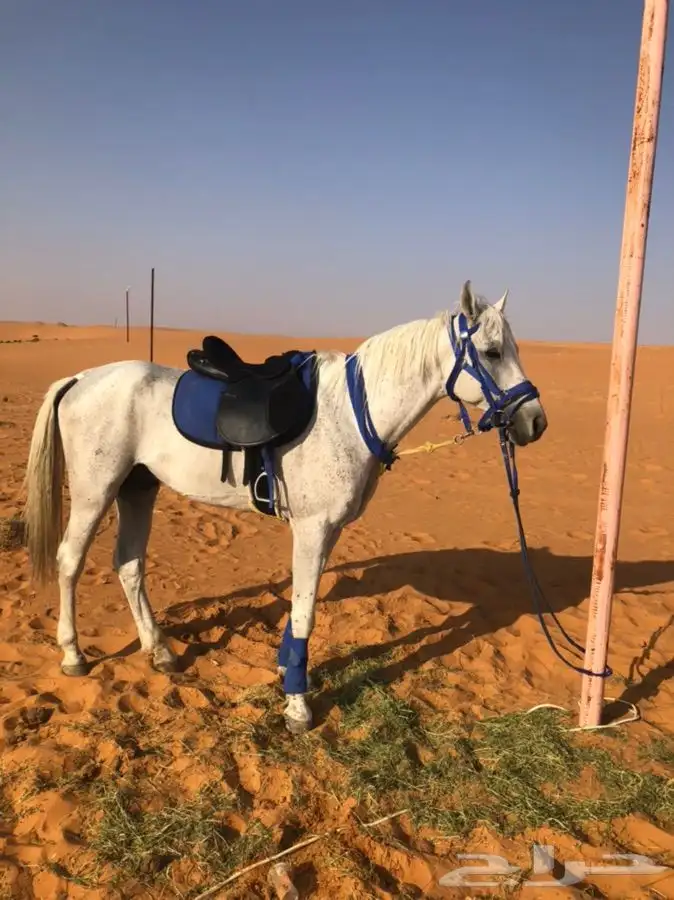 حصان وسيسي للإيجار اليومي 2