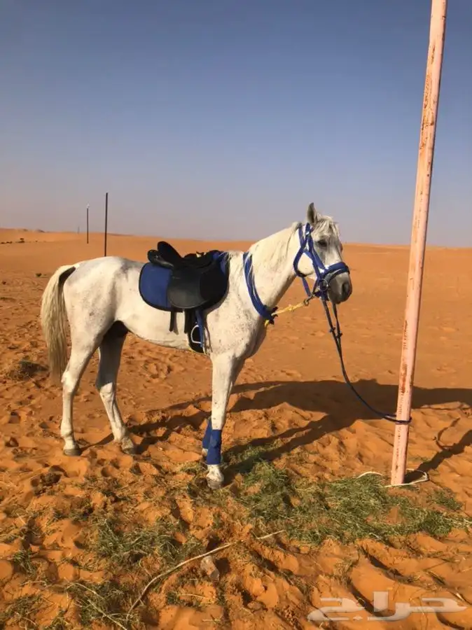 حصان وسيسي للإيجار اليومي 3