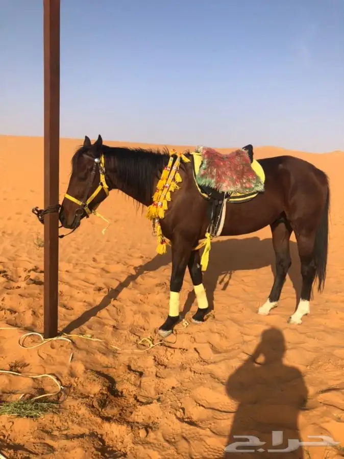 حصان وسيسي للإيجار اليومي 10