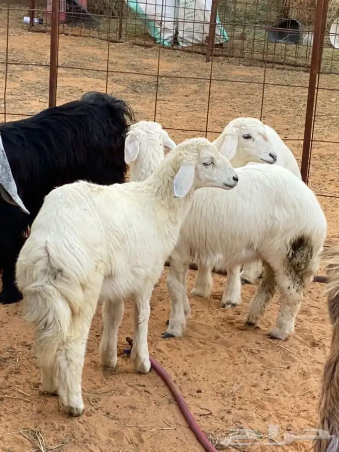 ذبايح عيون الجواء 15