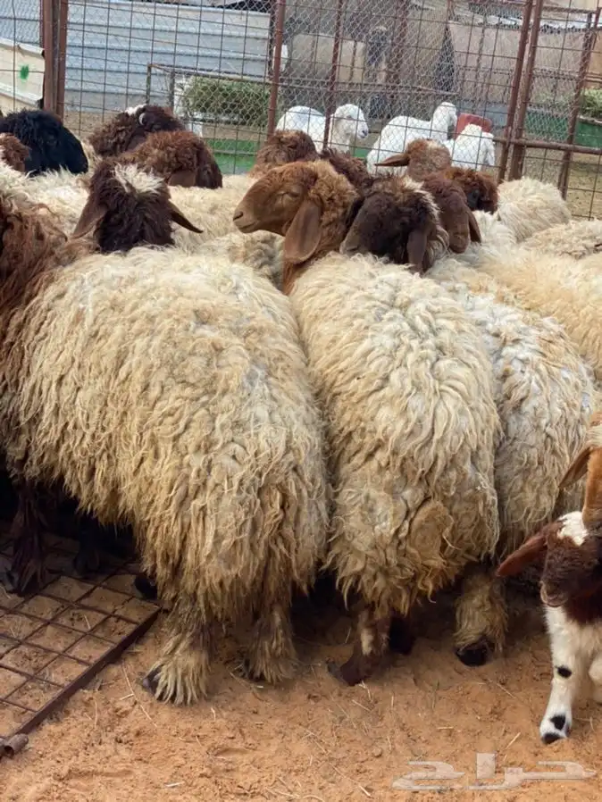 ذبايح عيون الجواء 2