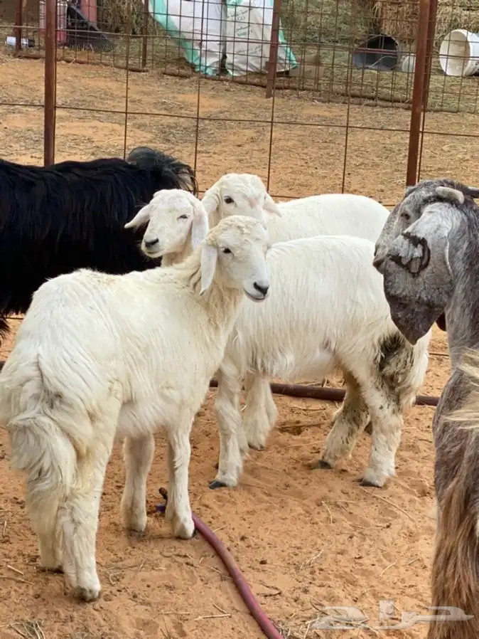 ذبايح عيون الجواء 11