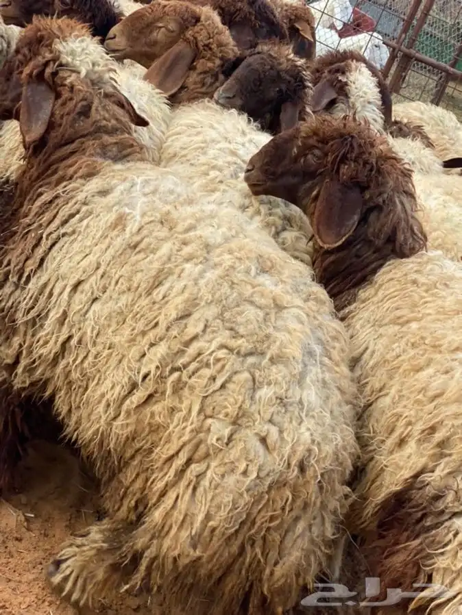 ذبايح عيون الجواء 1