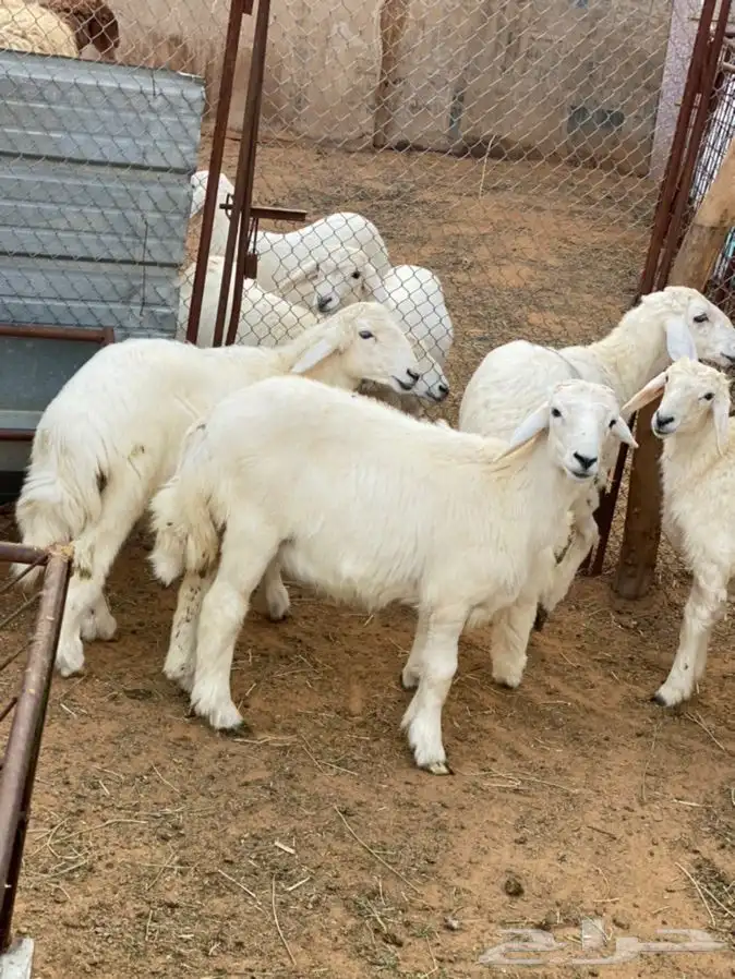 ذبايح عيون الجواء 13