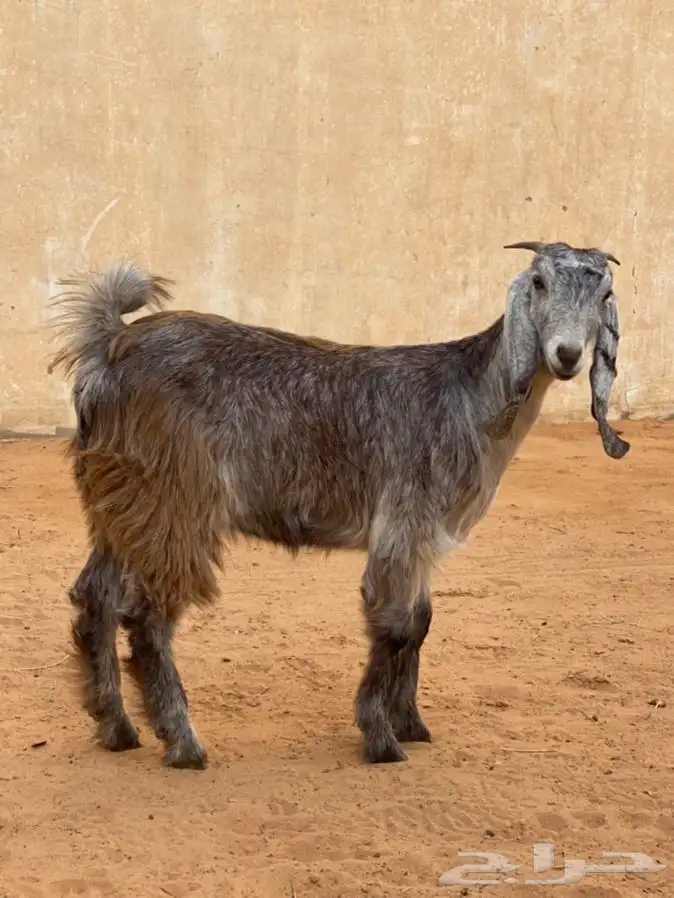 ذبايح عيون الجواء 4