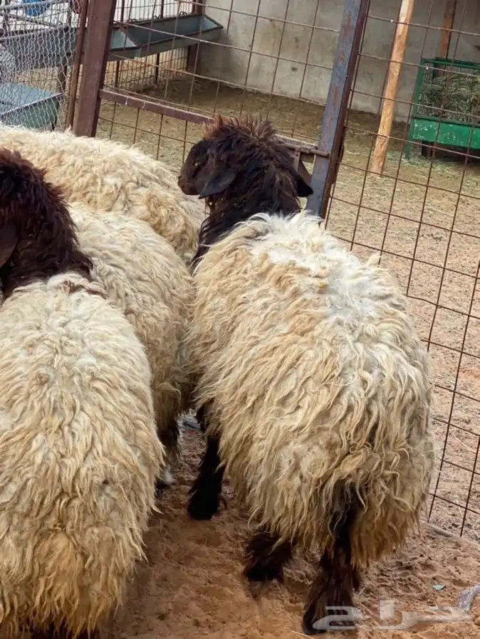 ذبايح عيون الجواء 6