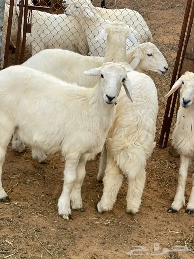 ذبايح عيون الجواء 7