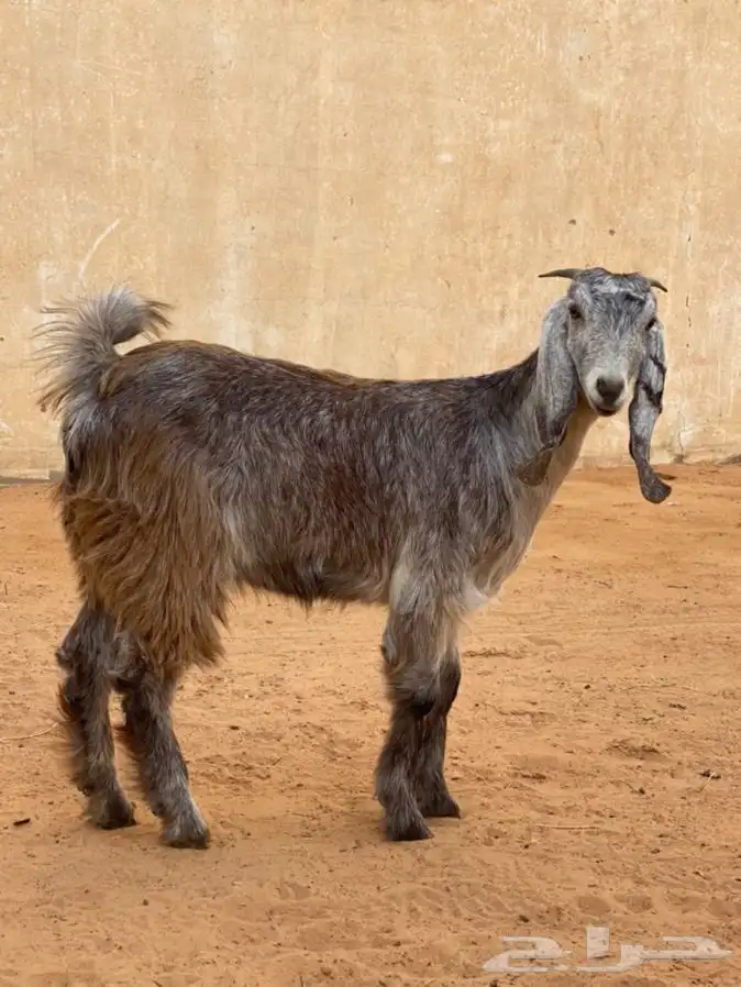 ذبايح عيون الجواء 16