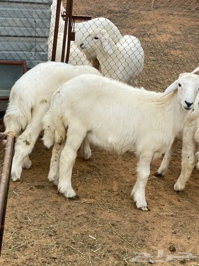 ذبايح عيون الجواء 8