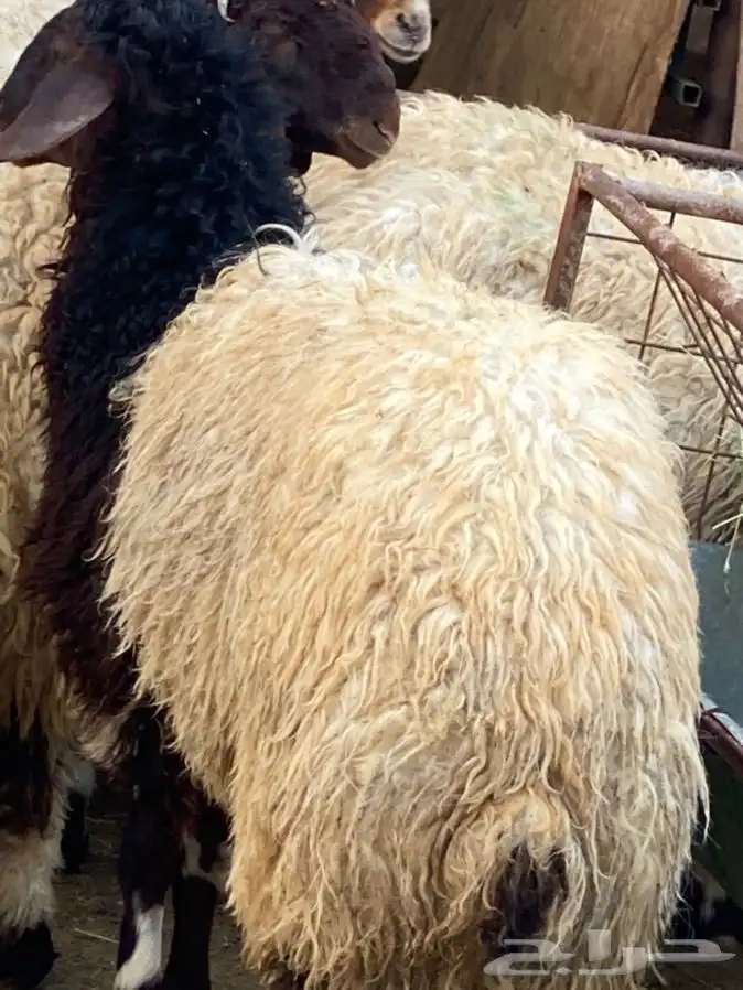 ذبايح عيون الجواء 5