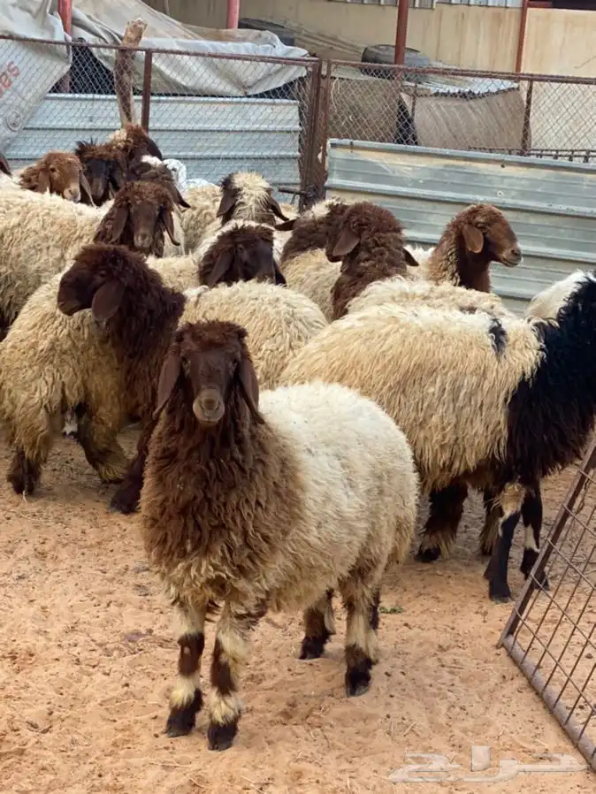 ذبايح عيون الجواء 9