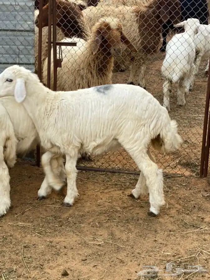 ذبايح عيون الجواء 14