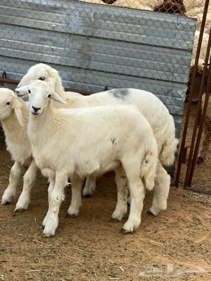 ذبايح عيون الجواء 12