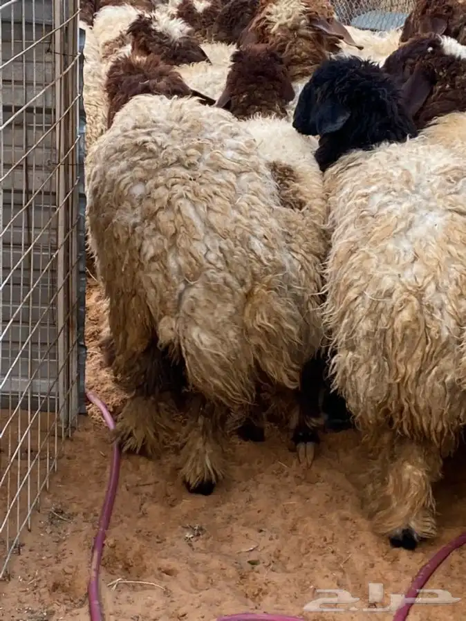 ذبايح عيون الجواء 0