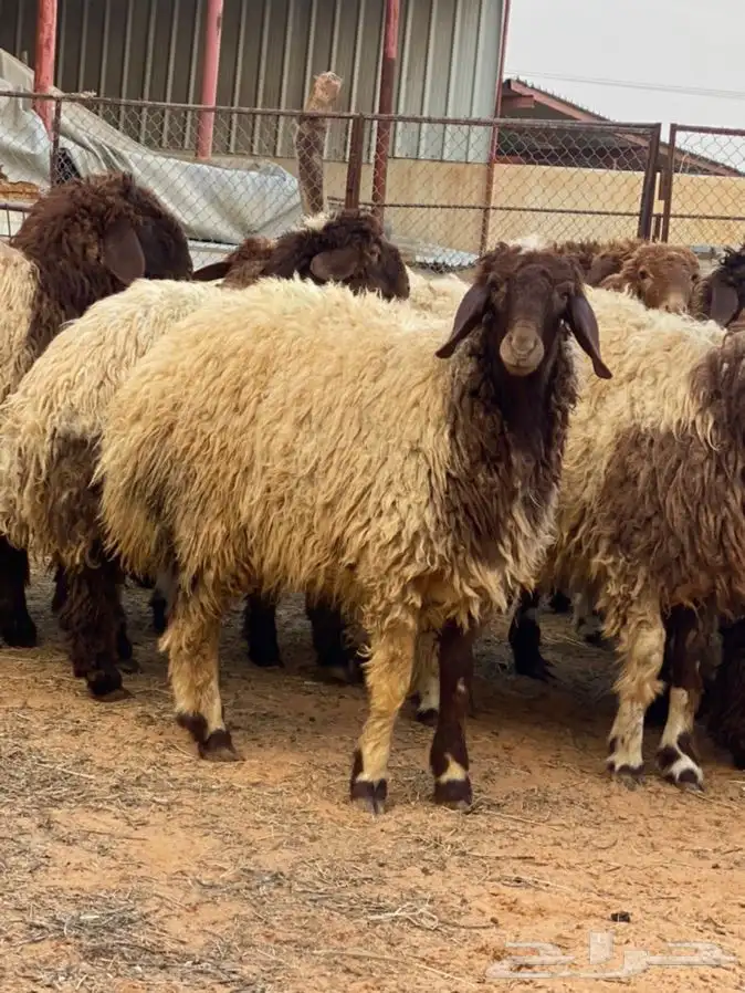 ذبايح عيون الجواء 10