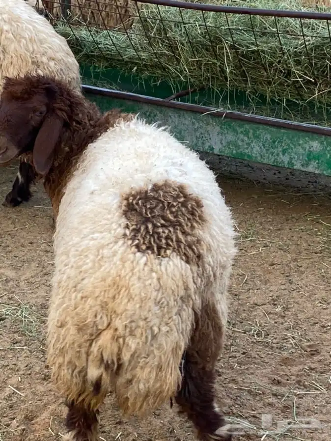 ذبايح عيون الجواء 3