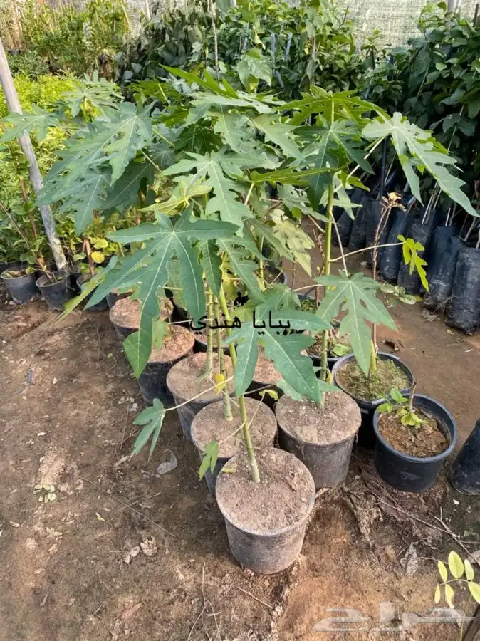 شتلات ببايا للبيع 4