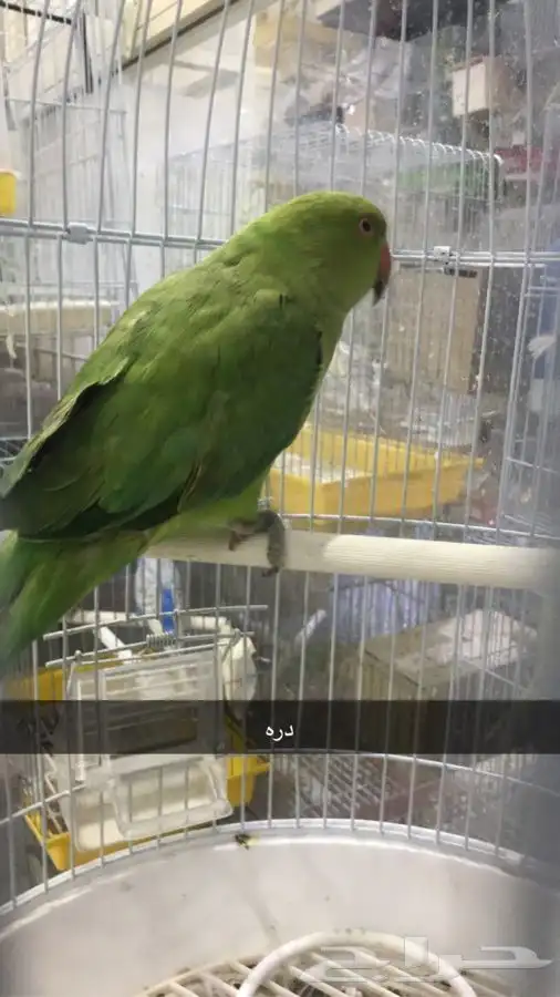 قطط طيور سلحف جميع انواع الحيوانات اليفه  للببع 9