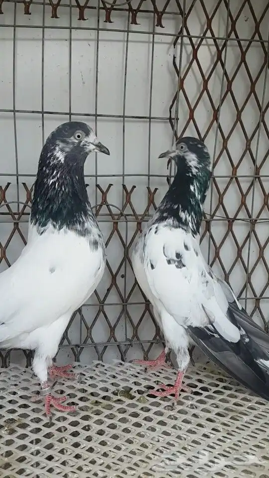 طبات تيدي صافيه 28