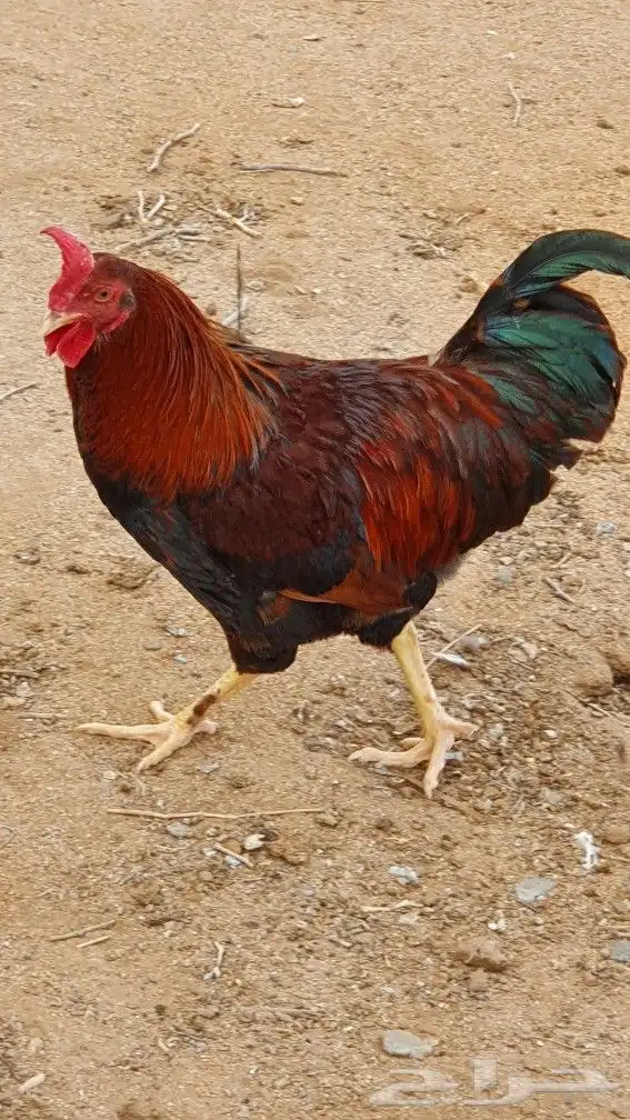 ديوك فرنسي 2