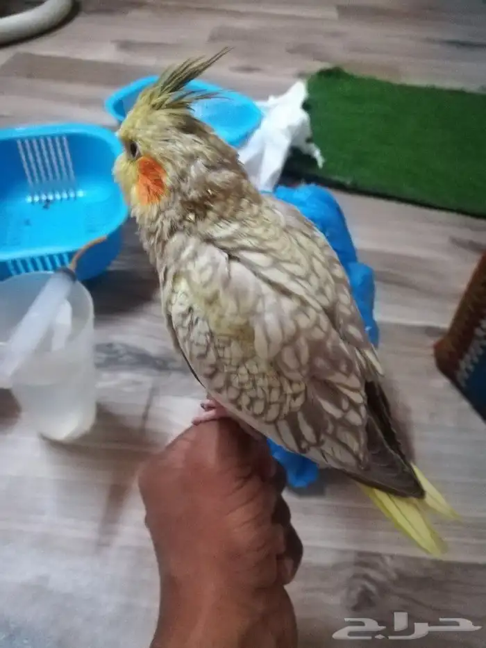 فرخ كروان باكستاني فراشه لمحبي الهدد تم البيع 7