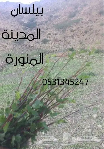 بيلسان اصلي 100 100 2