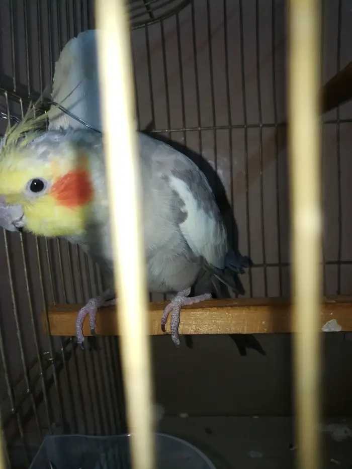 ذكر كروان كريمي حاار ومغرد على الشرط تم البيع 3