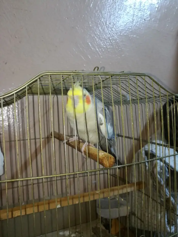 ذكر كروان كريمي حاار ومغرد على الشرط تم البيع 6