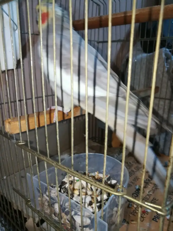 ذكر كروان كريمي حاار ومغرد على الشرط تم البيع 5