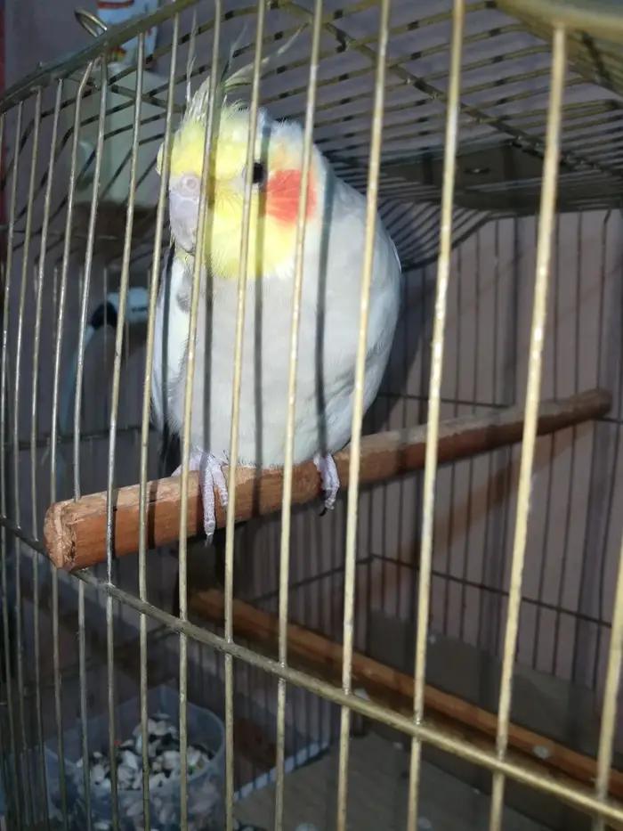 ذكر كروان كريمي حاار ومغرد على الشرط تم البيع 0