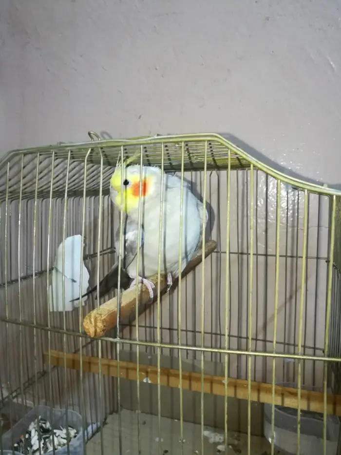 ذكر كروان كريمي حاار ومغرد على الشرط تم البيع 8