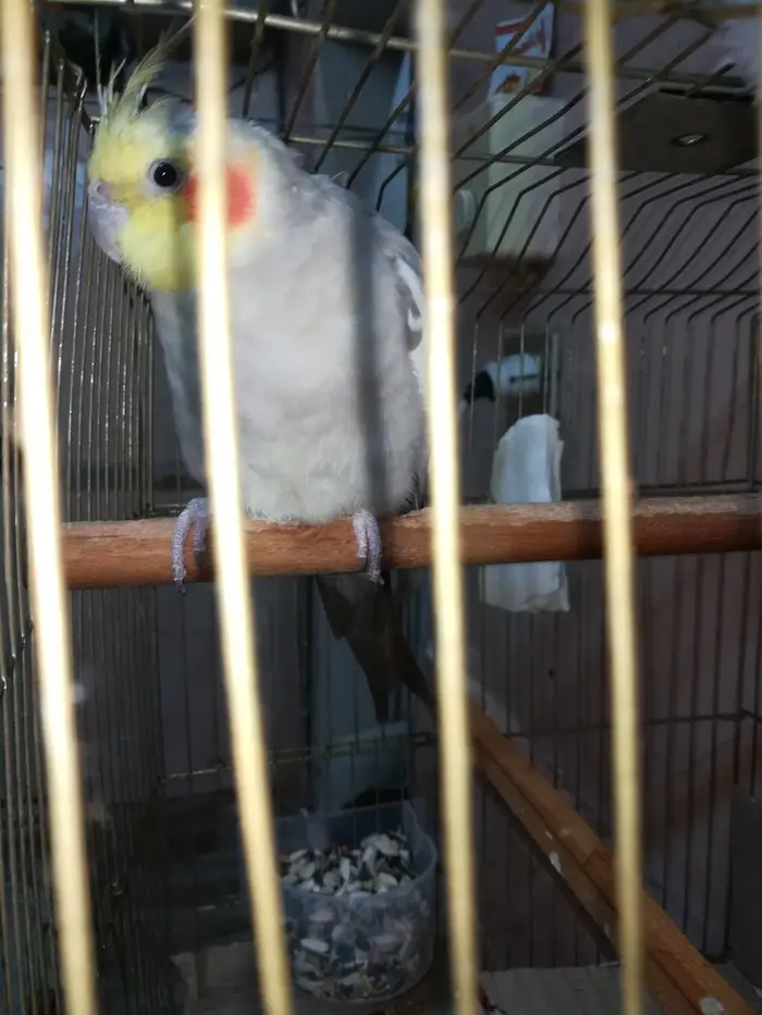 ذكر كروان كريمي حاار ومغرد على الشرط تم البيع 1