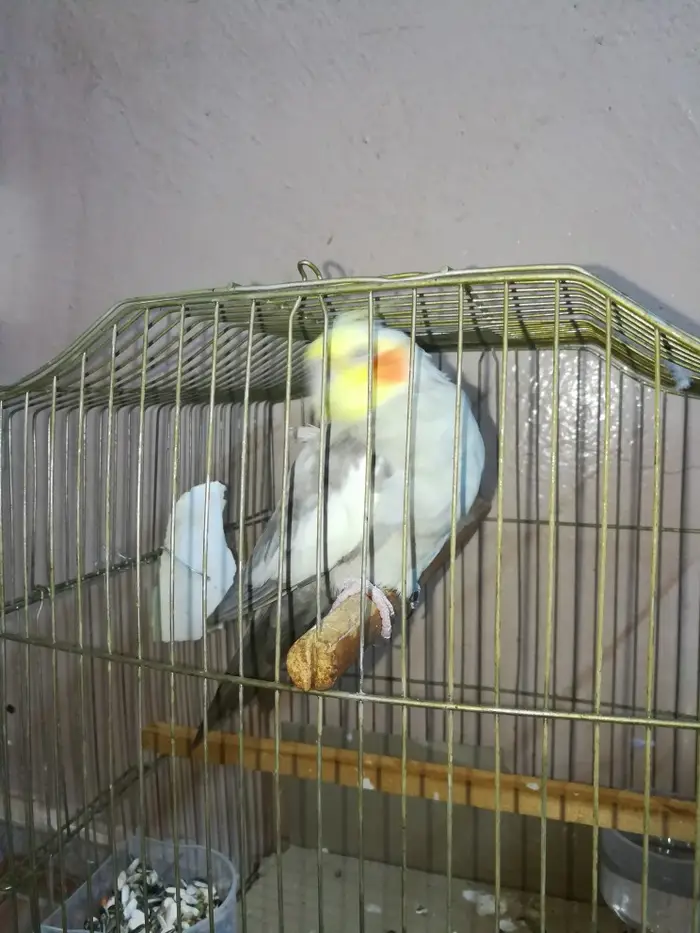 ذكر كروان كريمي حاار ومغرد على الشرط تم البيع 9