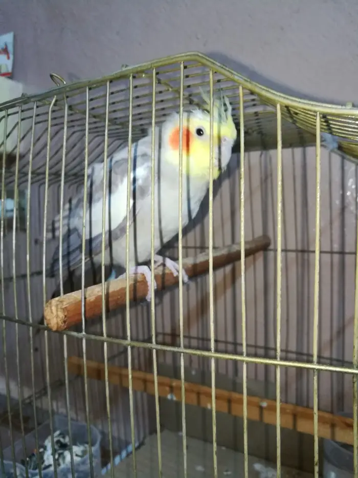 ذكر كروان كريمي حاار ومغرد على الشرط تم البيع 7