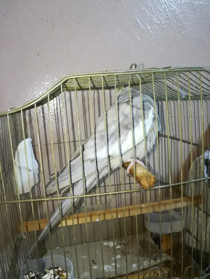 ذكر كروان كريمي حاار ومغرد على الشرط تم البيع 2