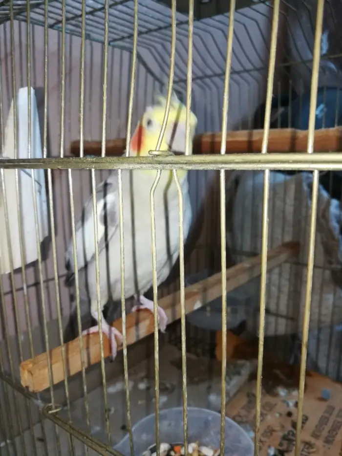 ذكر كروان كريمي حاار ومغرد على الشرط تم البيع 4