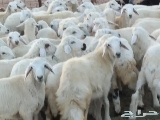 صل على محمد ذبيحتك لباب بيتك 2