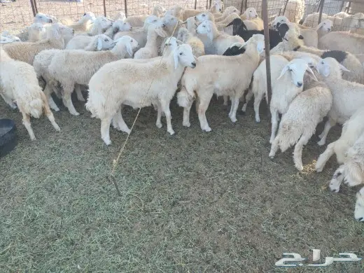 صل على محمد ذبيحتك لباب بيتك 10
