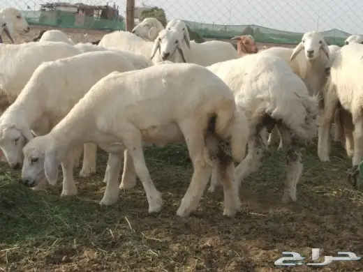 صل على محمد ذبيحتك لباب بيتك 6