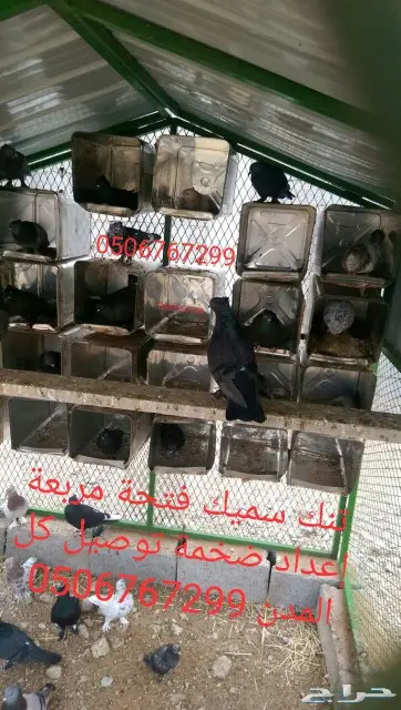 سطول تنك حمام كميات خرافية توصيل كل المدن 3